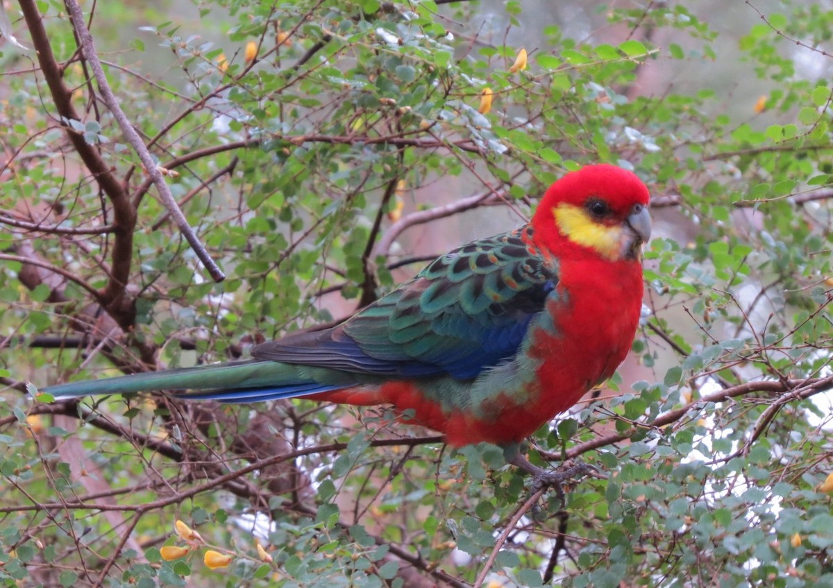 Western Rosella - ML620779346