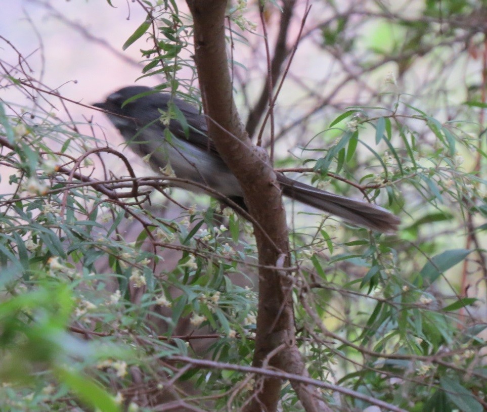 Gray Fantail (preissi) - ML620779349