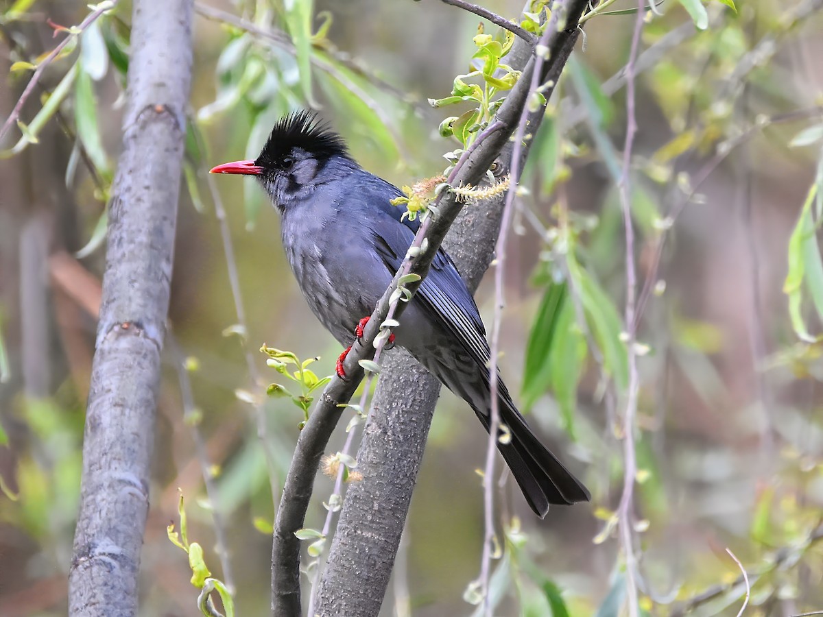 Black Bulbul - ML620779350