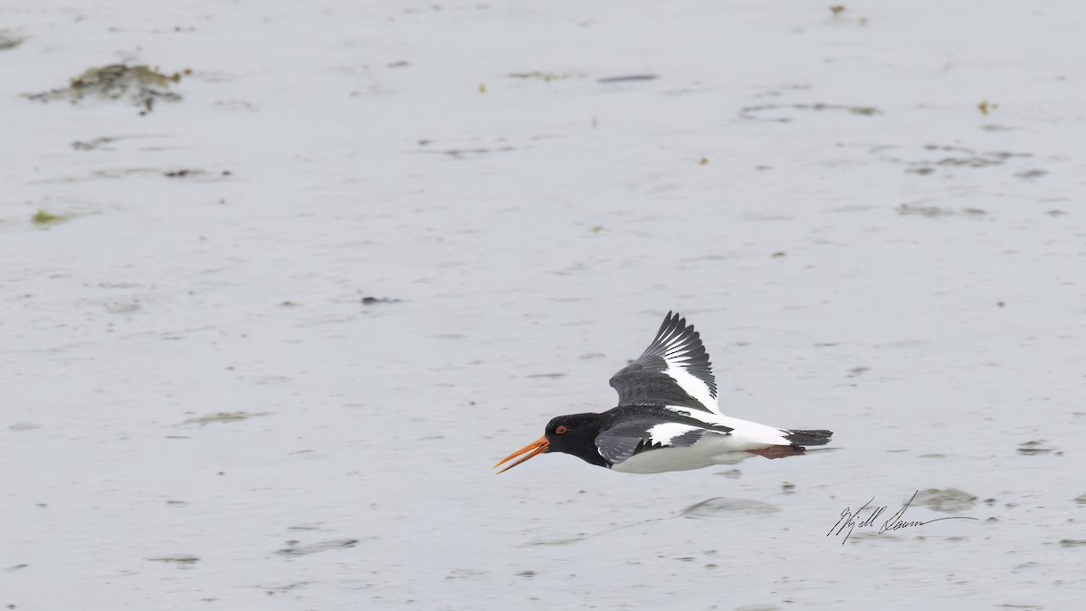 Eurasian Oystercatcher - ML620779355