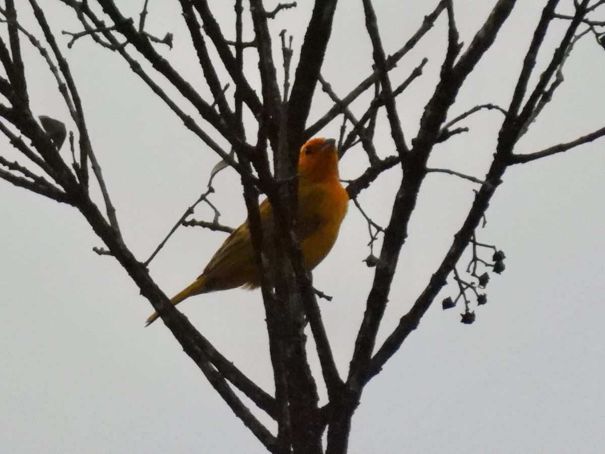 Saffron Finch - ML620779356