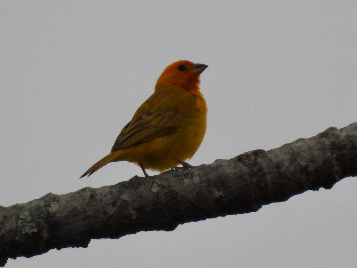 Saffron Finch - ML620779357