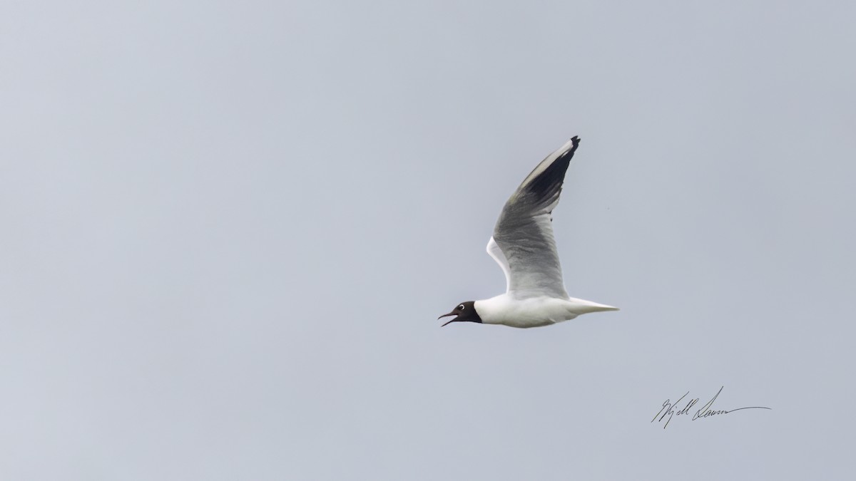 Black-headed Gull - ML620779358