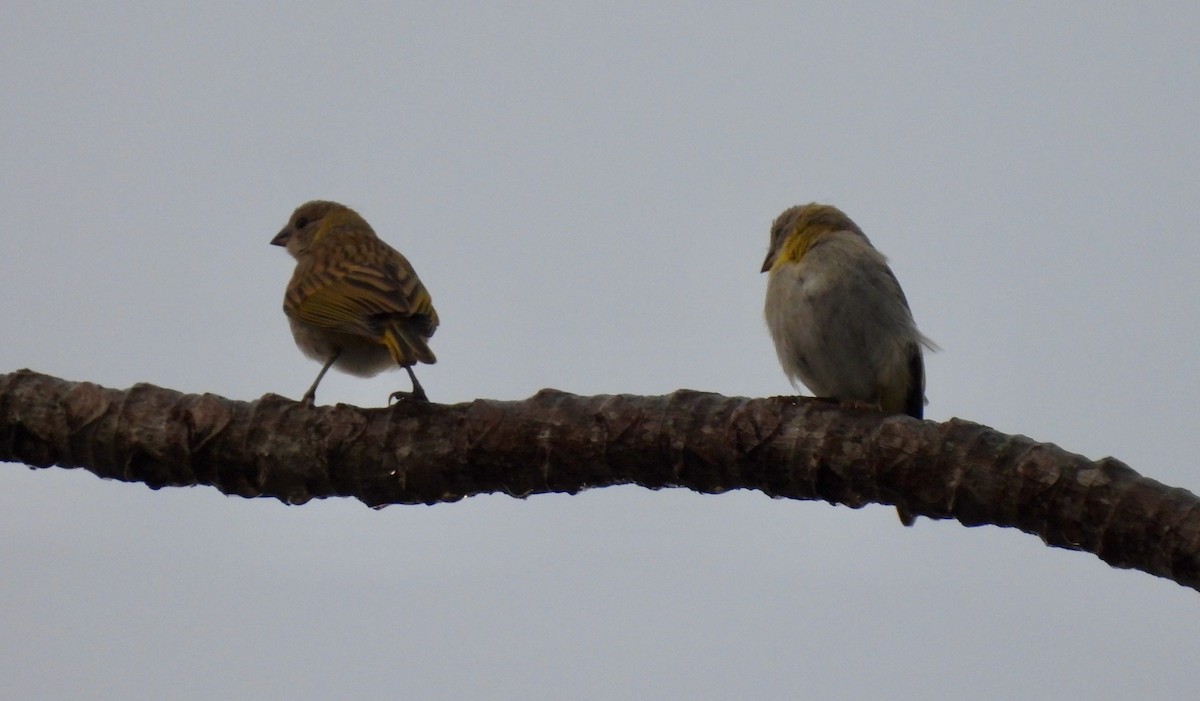 Saffron Finch - ML620779359