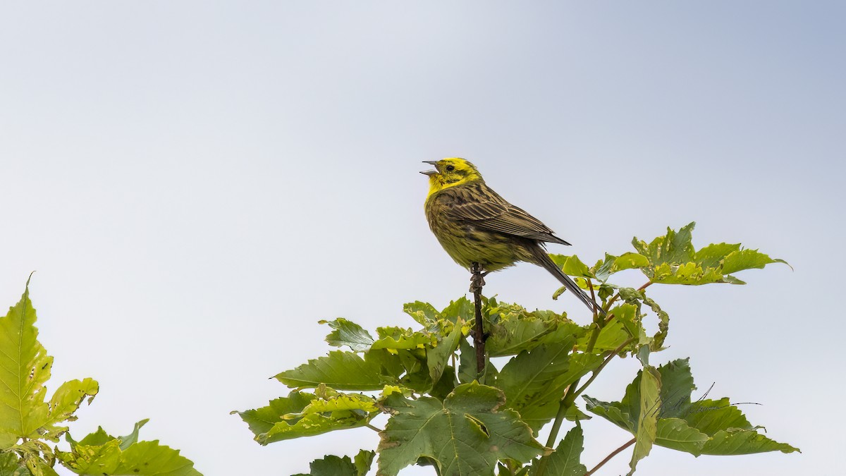 Yellowhammer - ML620779361