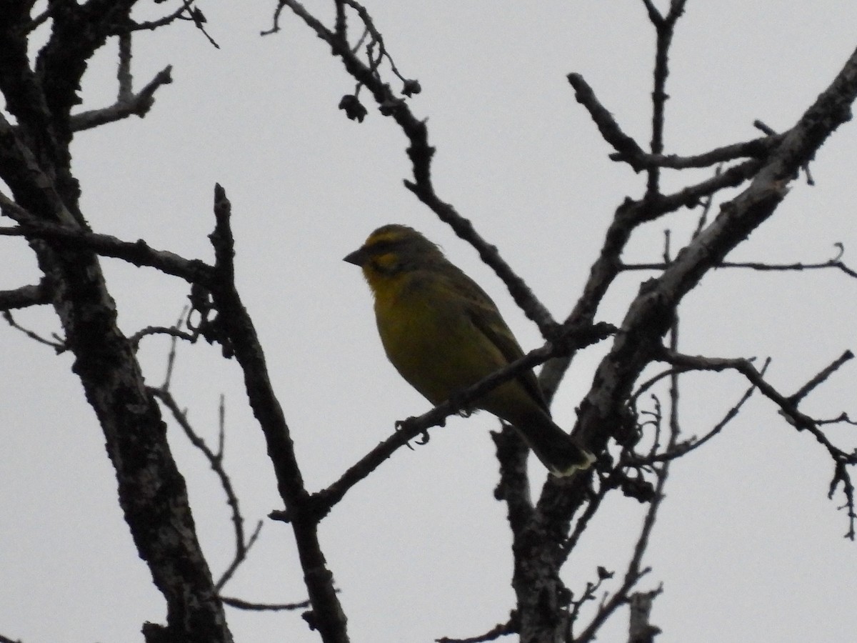 Yellow-fronted Canary - ML620779363