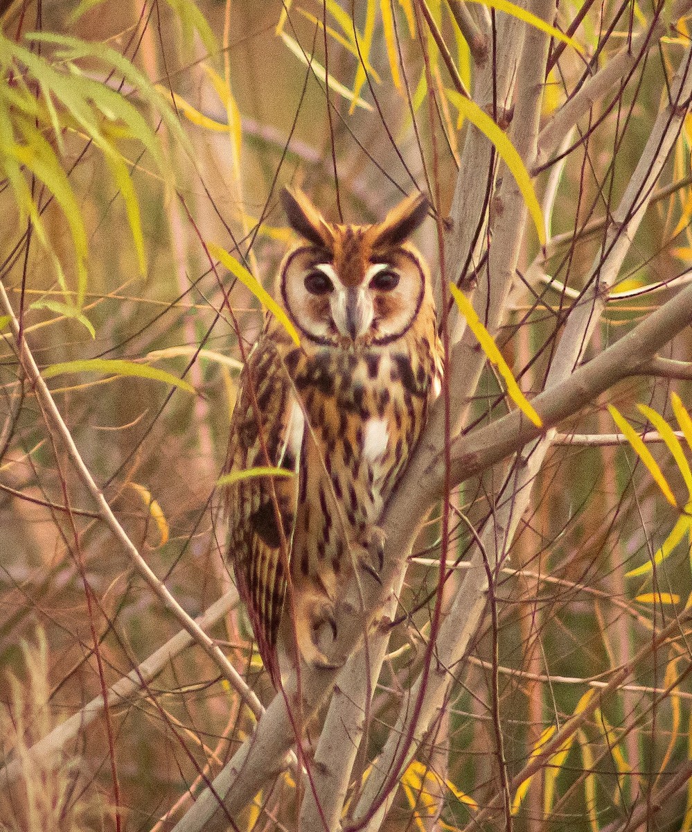 Striped Owl - ML620779365