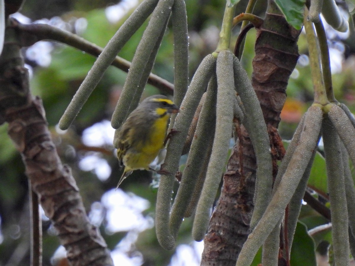 Yellow-fronted Canary - ML620779366