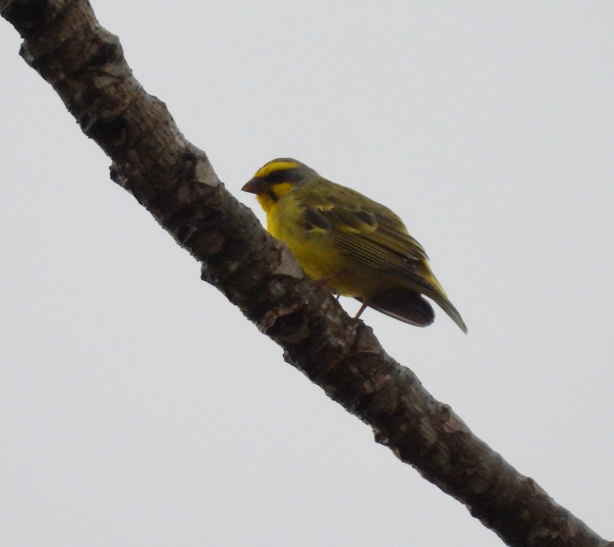 Yellow-fronted Canary - ML620779367