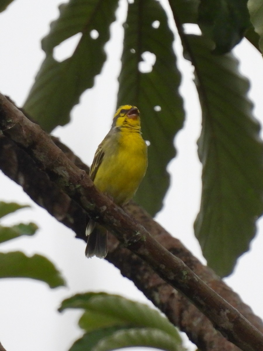 Yellow-fronted Canary - ML620779368