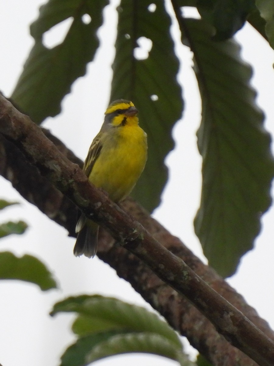 Yellow-fronted Canary - ML620779369