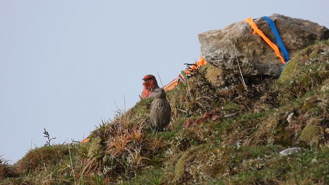 Roselin à gorge rouge - ML620779374