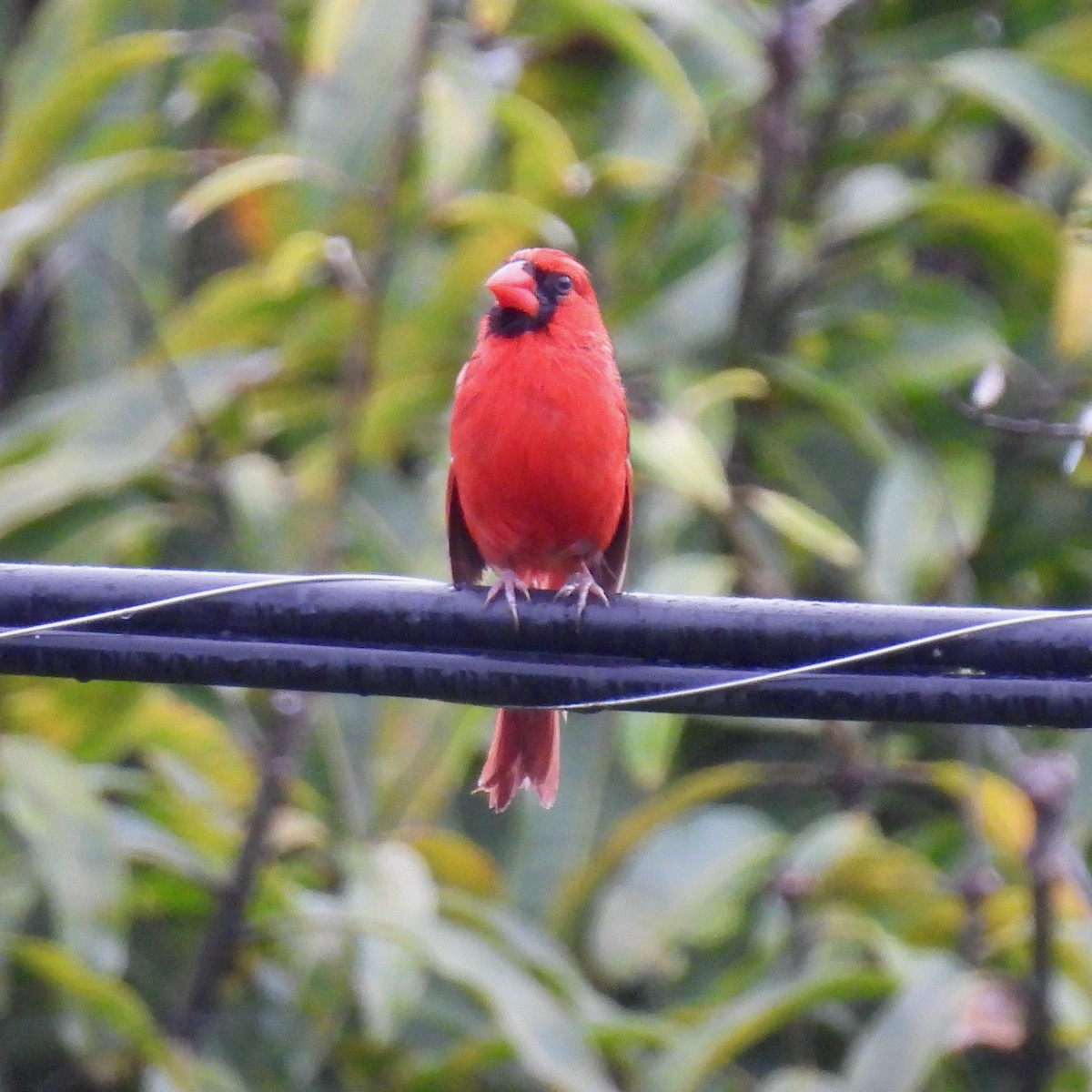 Cardinal rouge - ML620779378