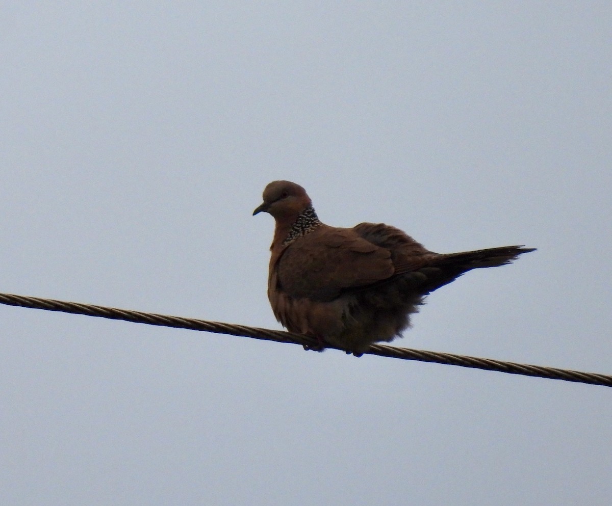 Spotted Dove - ML620779380