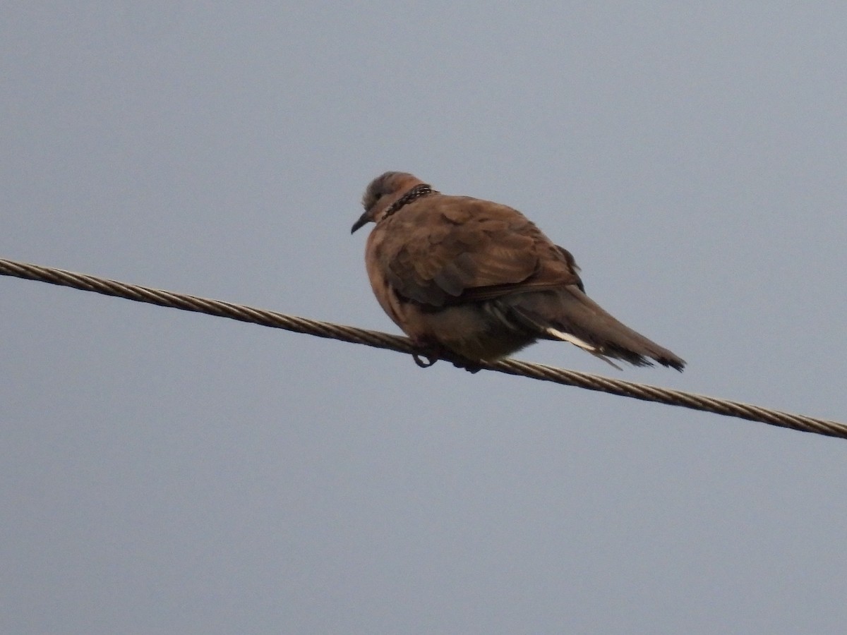 Spotted Dove - ML620779382