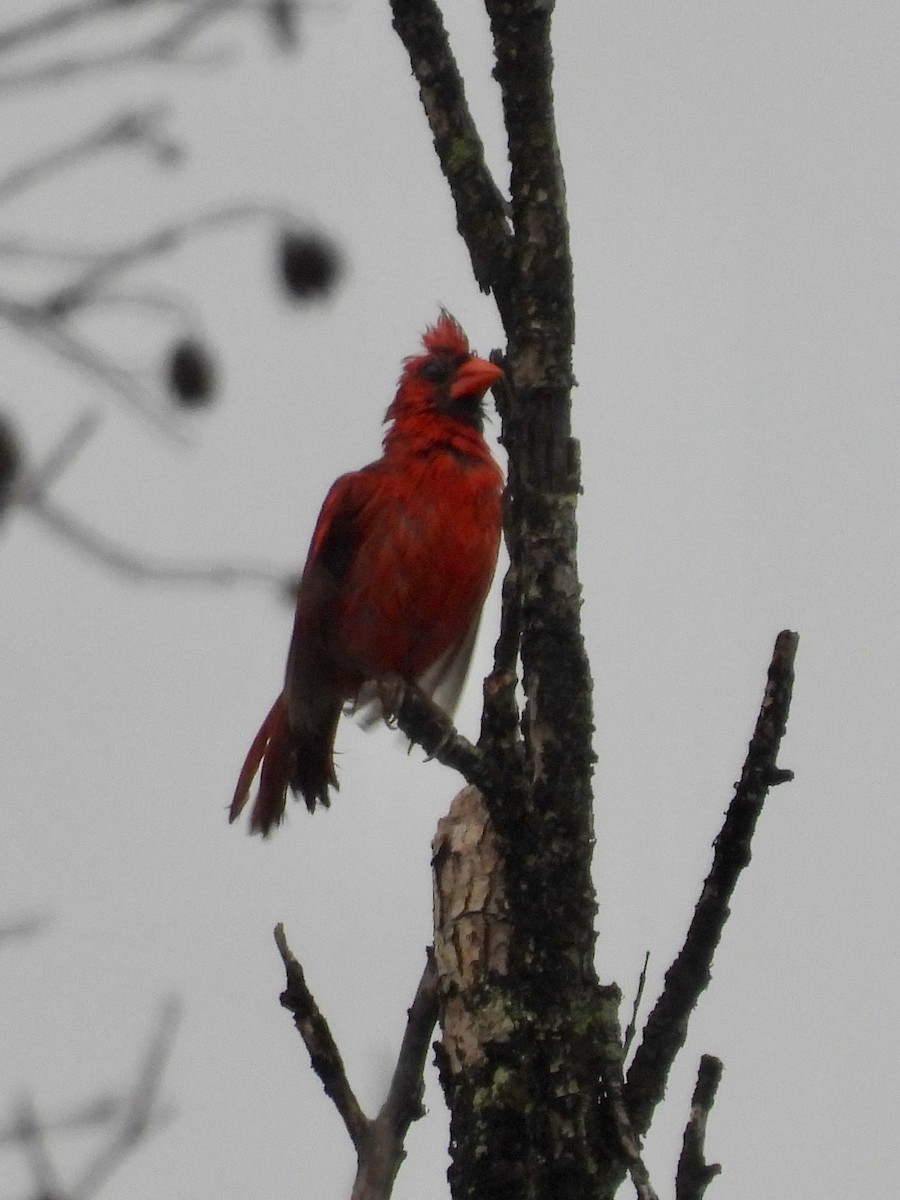 Cardinal rouge - ML620779383