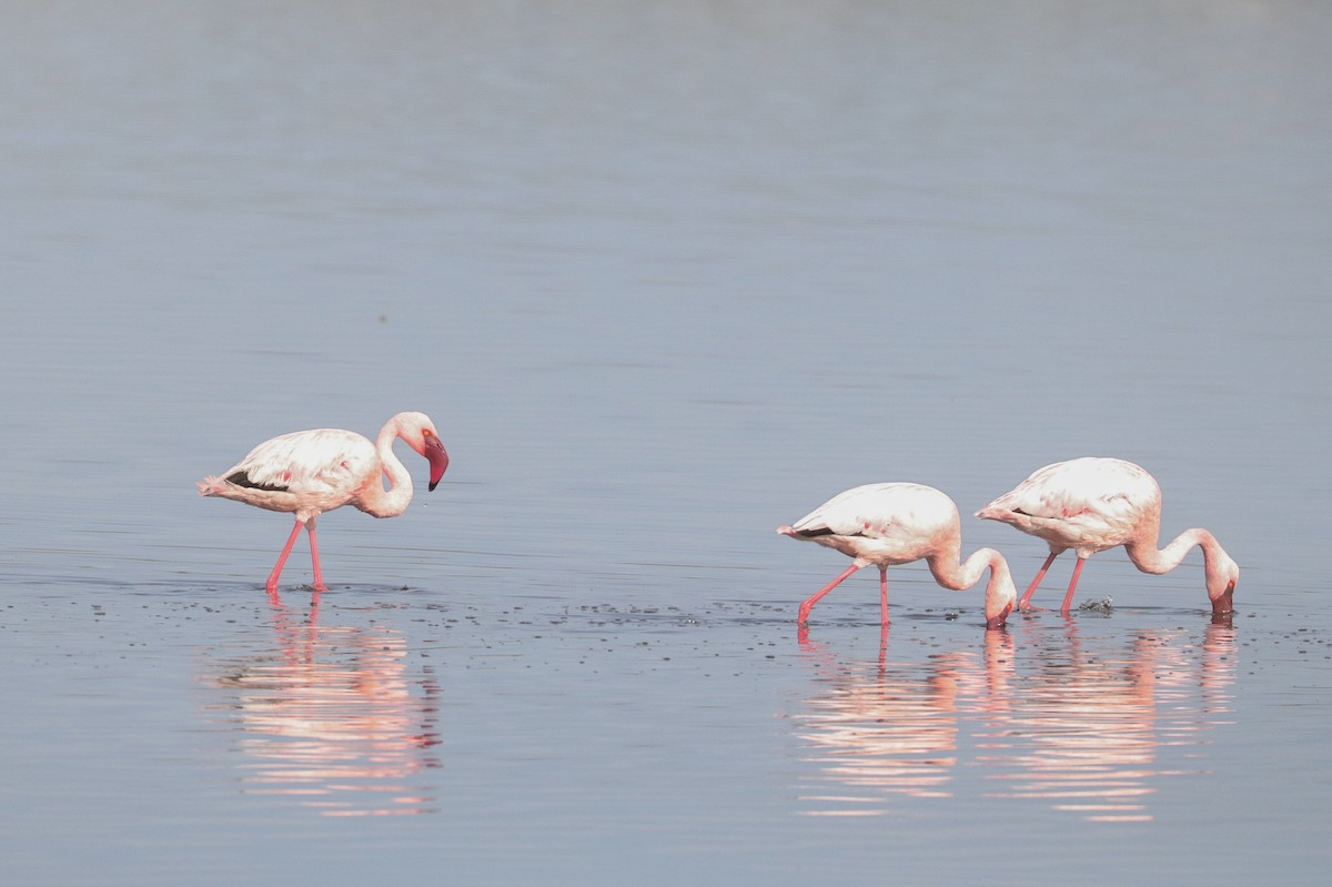 Lesser Flamingo - ML620779384