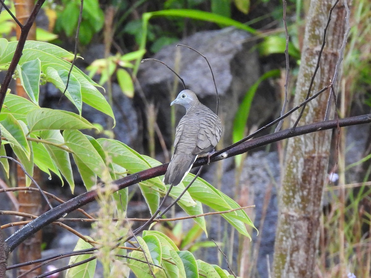 Zebra Dove - ML620779385