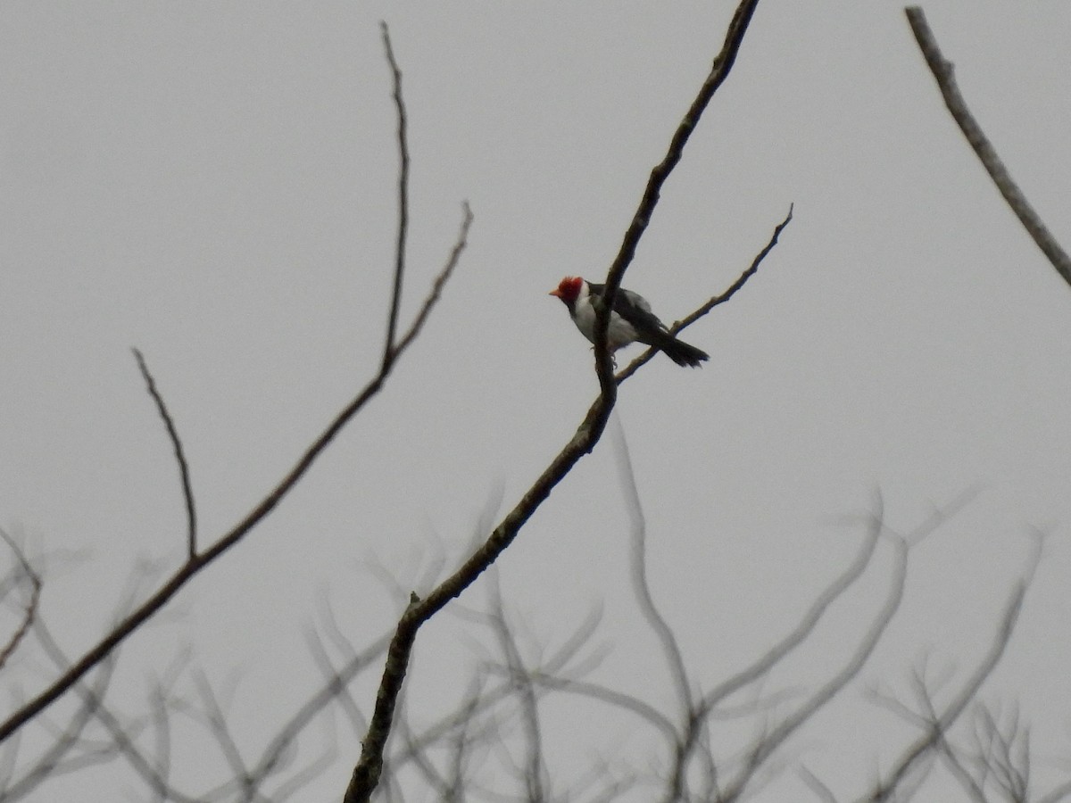 Yellow-billed Cardinal - ML620779387