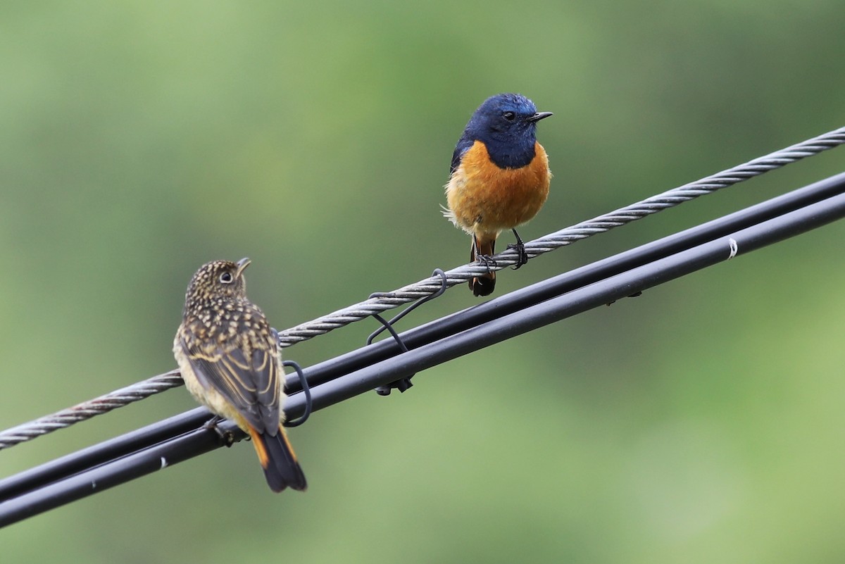 Blue-fronted Redstart - ML620779388