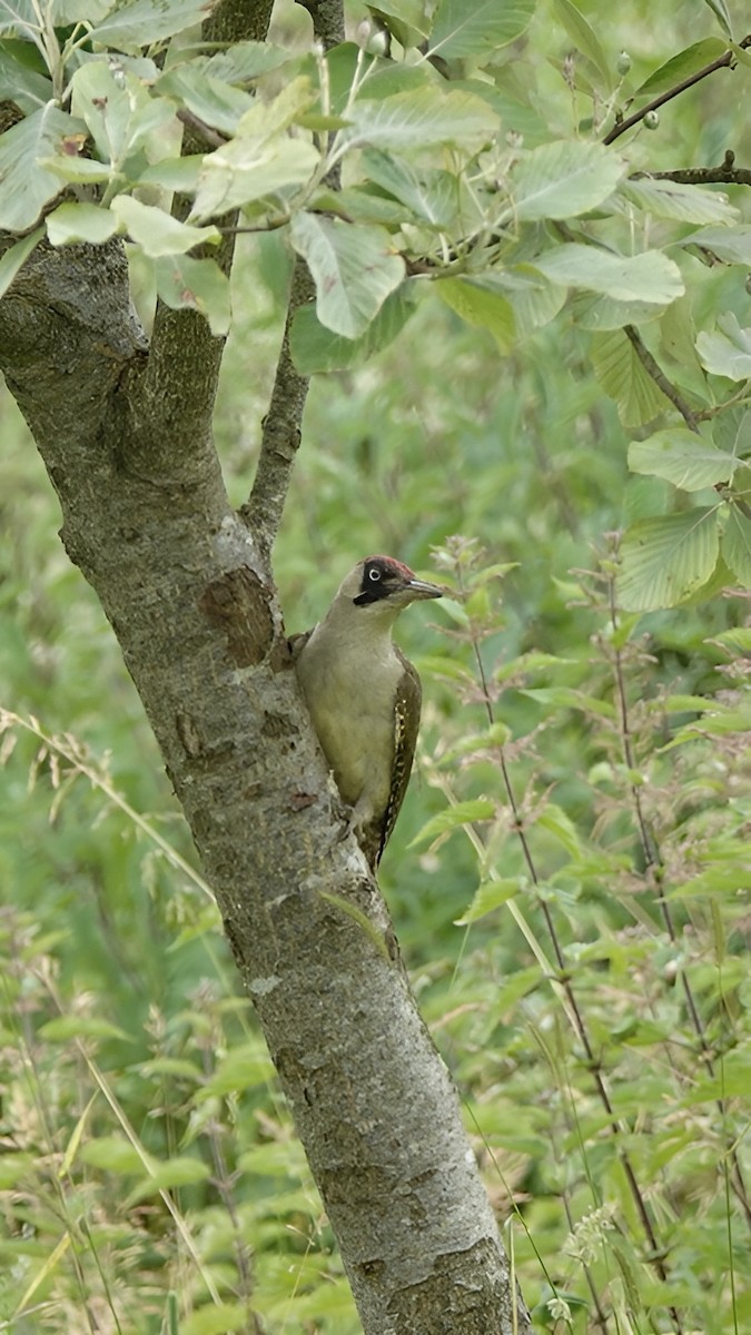 Eurasian Green Woodpecker - ML620779390