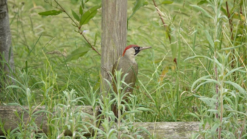 Eurasian Green Woodpecker - ML620779391