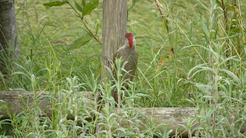 Eurasian Green Woodpecker - ML620779392