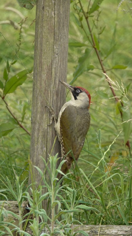 Eurasian Green Woodpecker - ML620779393