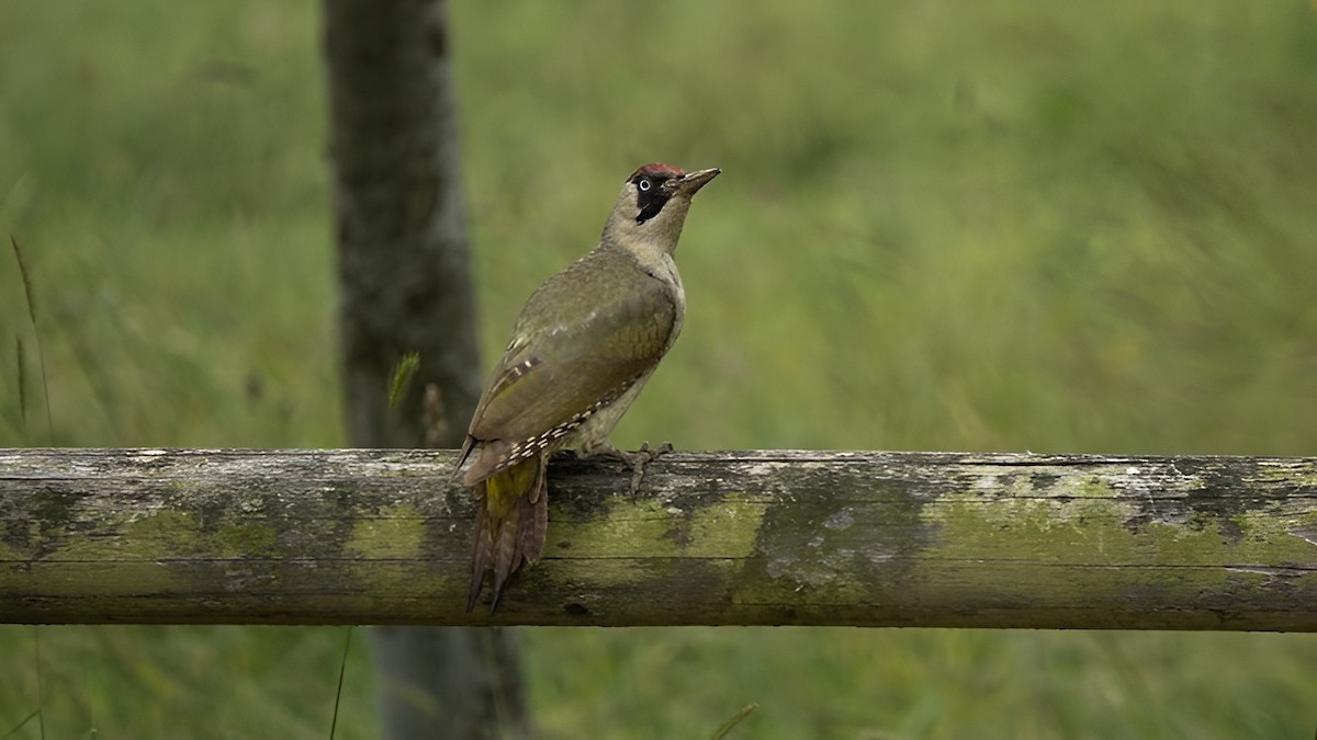 Eurasian Green Woodpecker - ML620779395