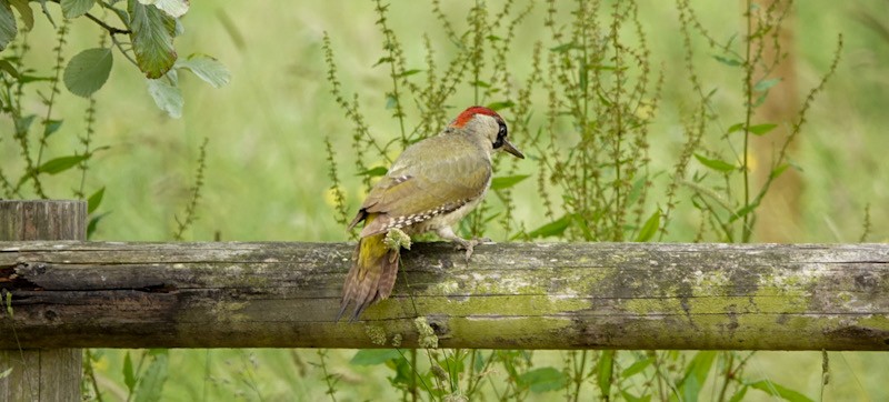 Eurasian Green Woodpecker - ML620779396