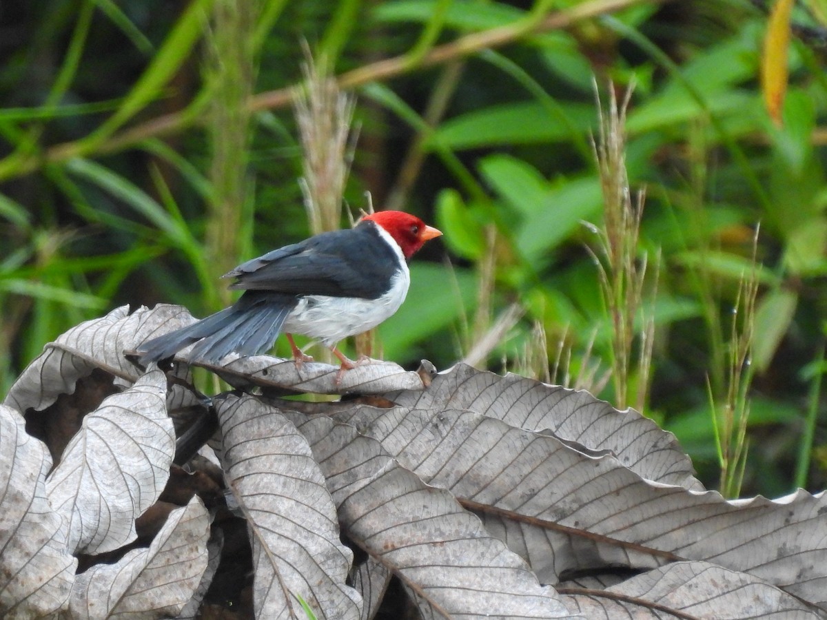 Yellow-billed Cardinal - ML620779397