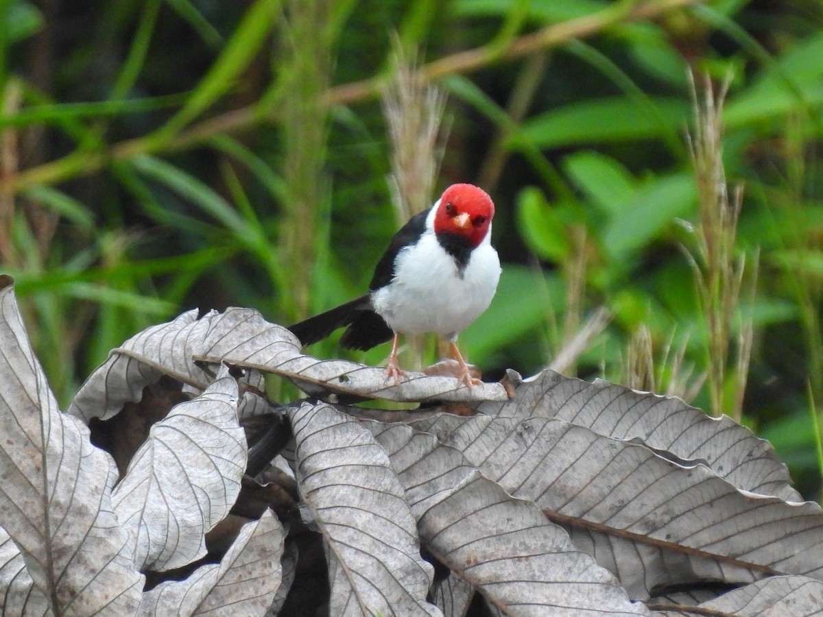 Yellow-billed Cardinal - ML620779399