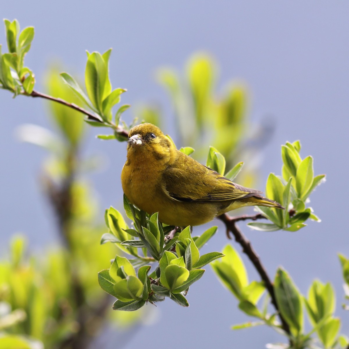 Tibetan Serin - ML620779400