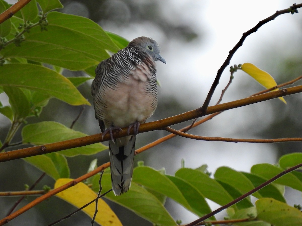 Zebra Dove - Martha Wild