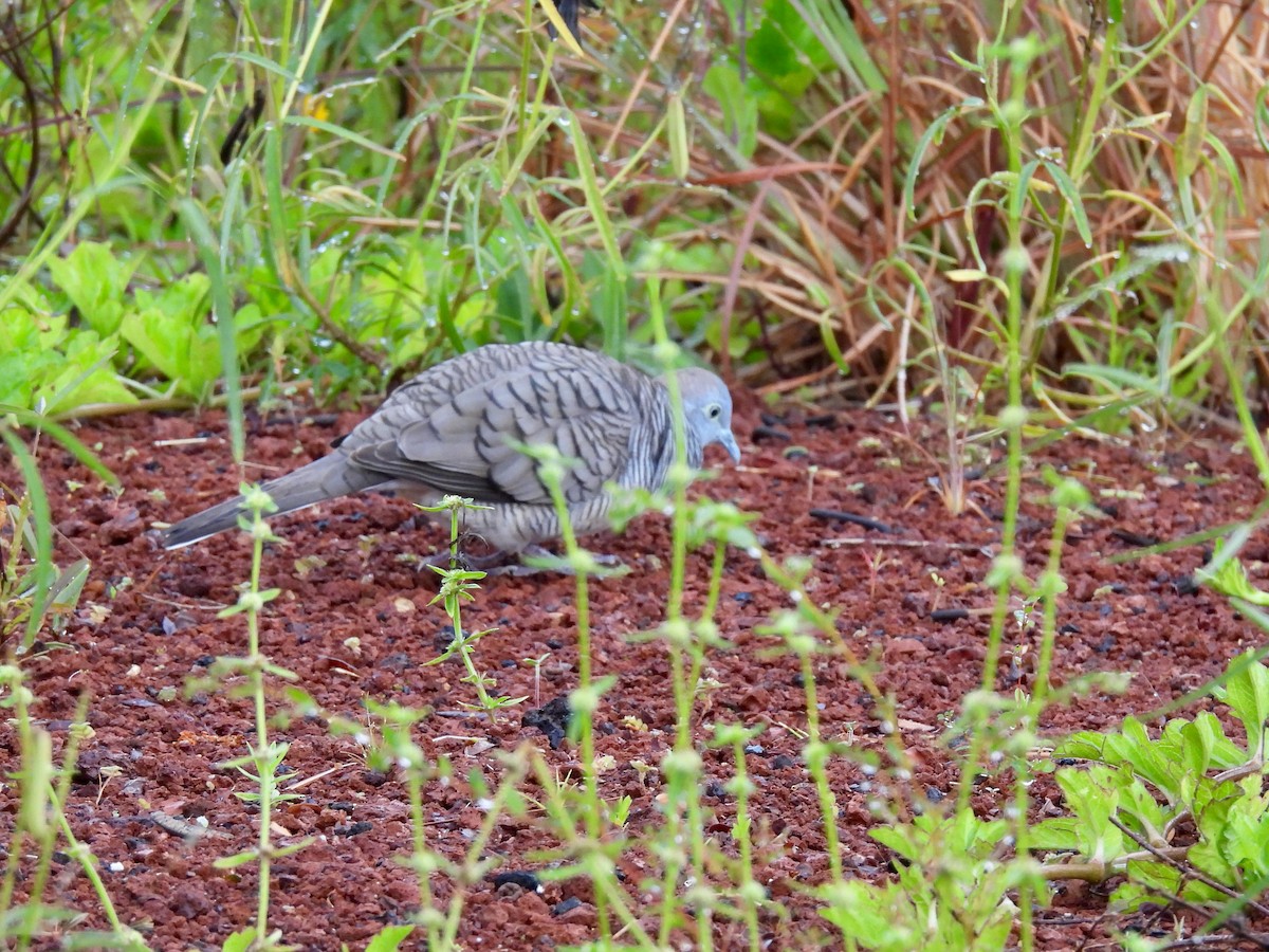 Zebra Dove - ML620779402