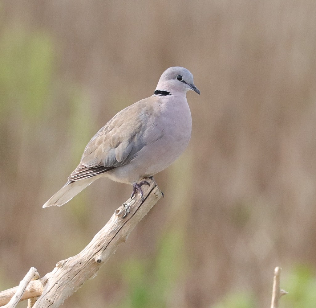 Ring-necked Dove - ML620779403