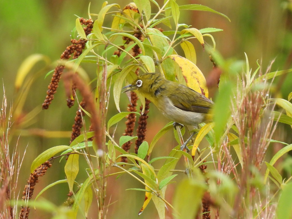 Warbling White-eye - ML620779404