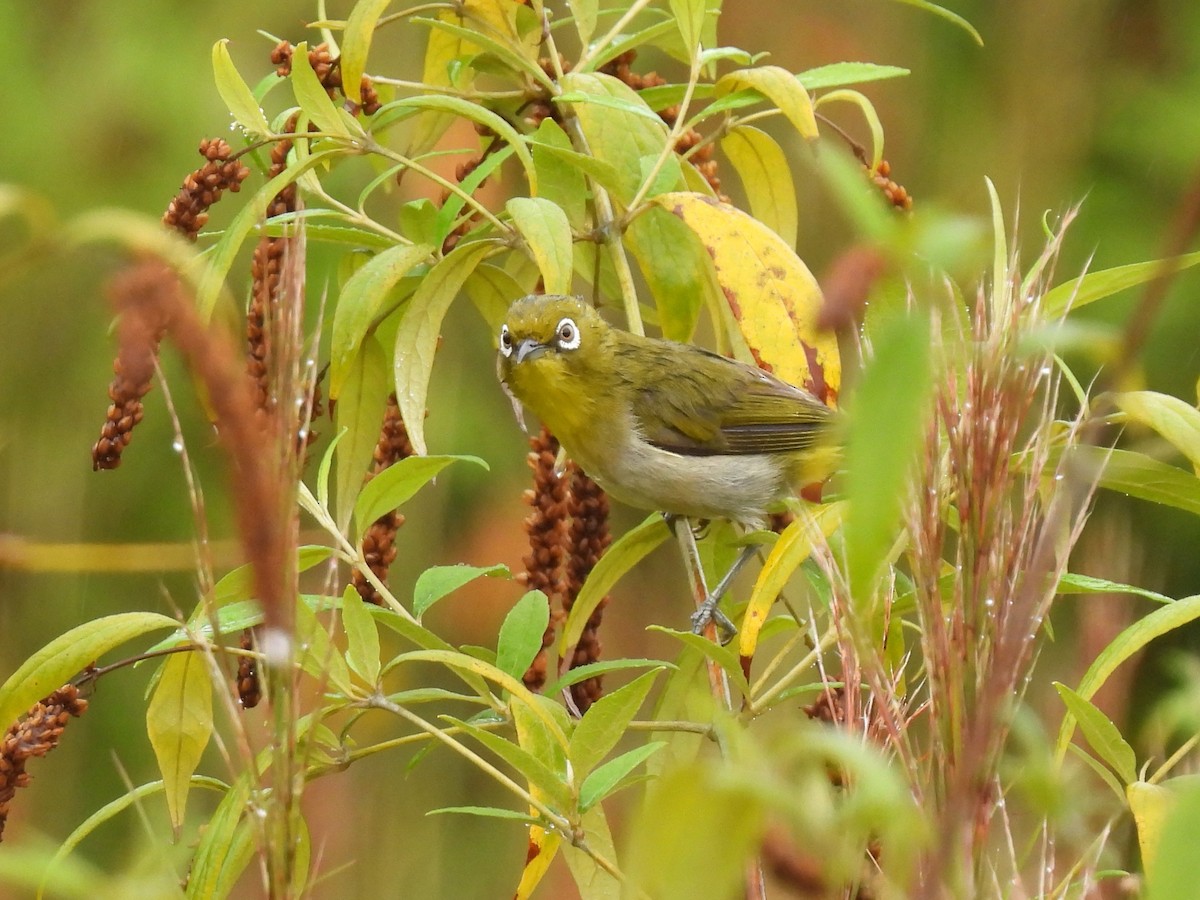 Warbling White-eye - ML620779405