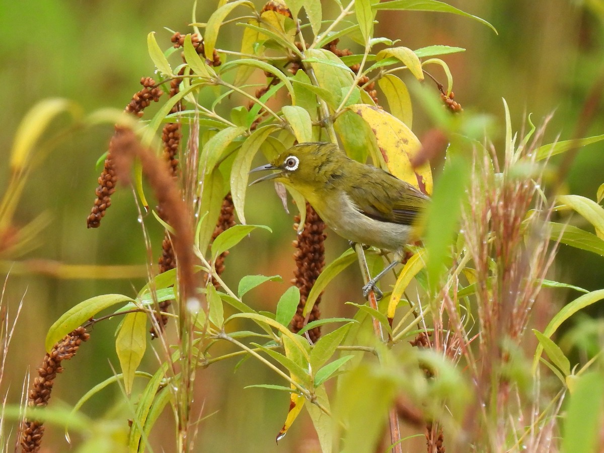 Warbling White-eye - ML620779406