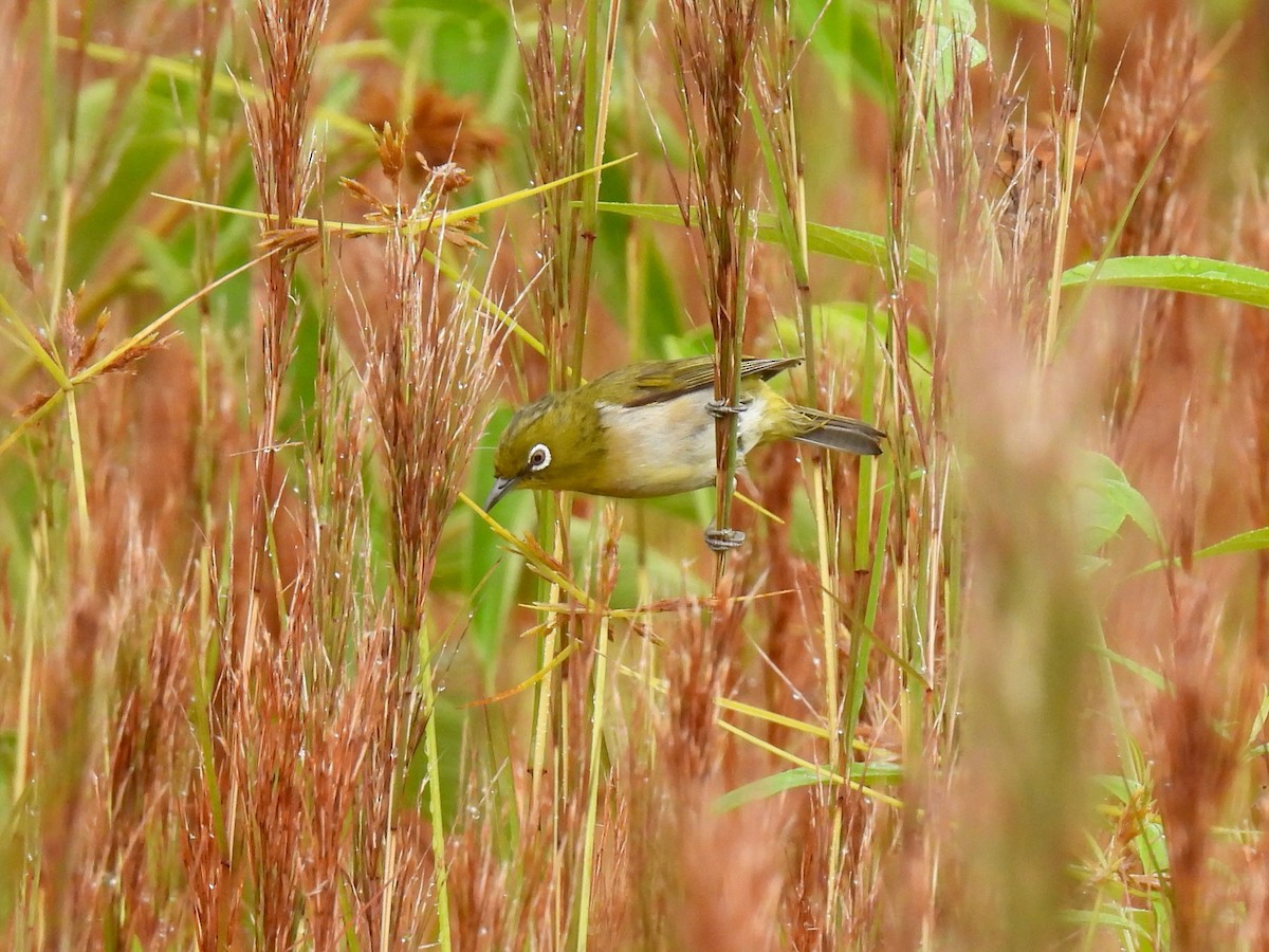 Warbling White-eye - Martha Wild