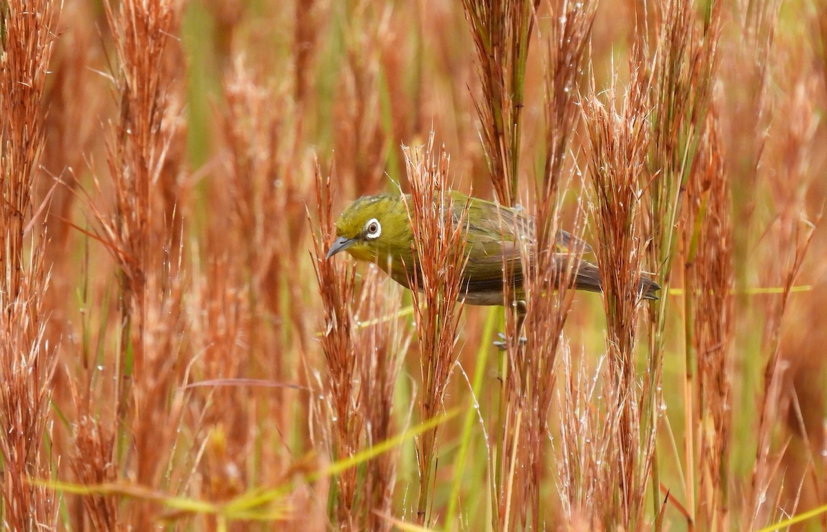 Warbling White-eye - ML620779409