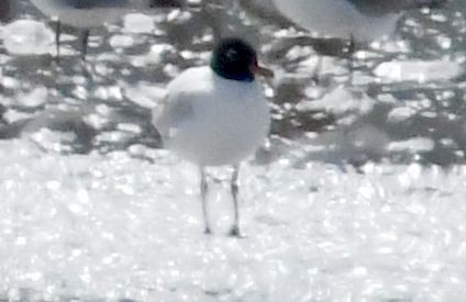 Mediterranean Gull - ML620779410