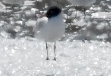 Mediterranean Gull - ML620779411