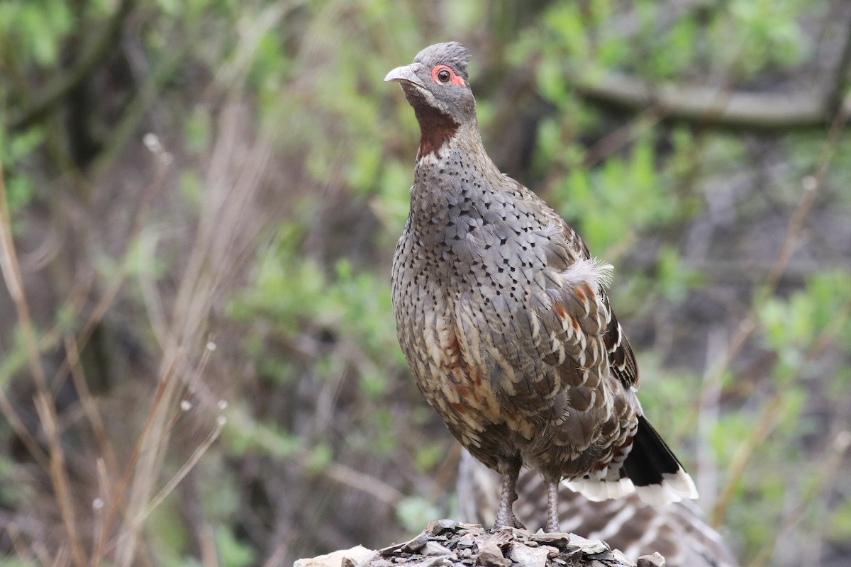 Chestnut-throated Monal-Partridge - ML620779412