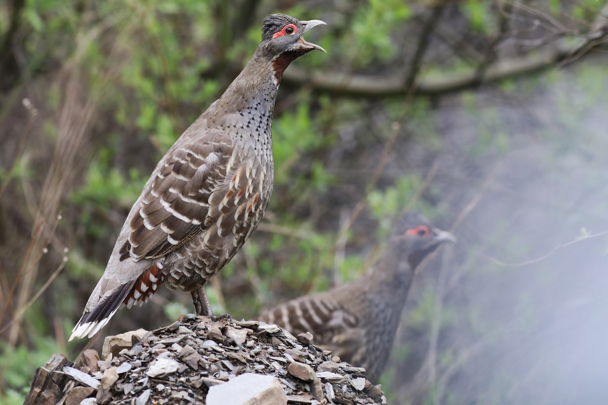 Chestnut-throated Monal-Partridge - ML620779413