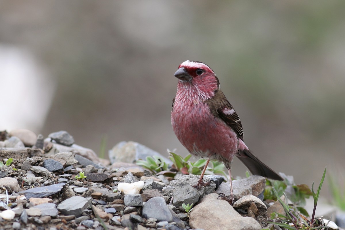 Chinese White-browed Rosefinch - ML620779414