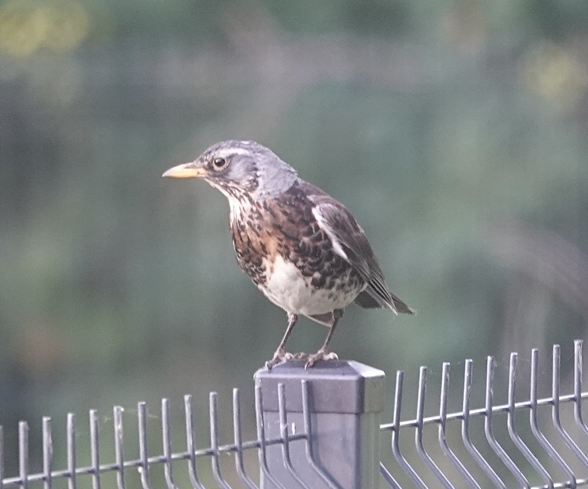 Fieldfare - ML620779416