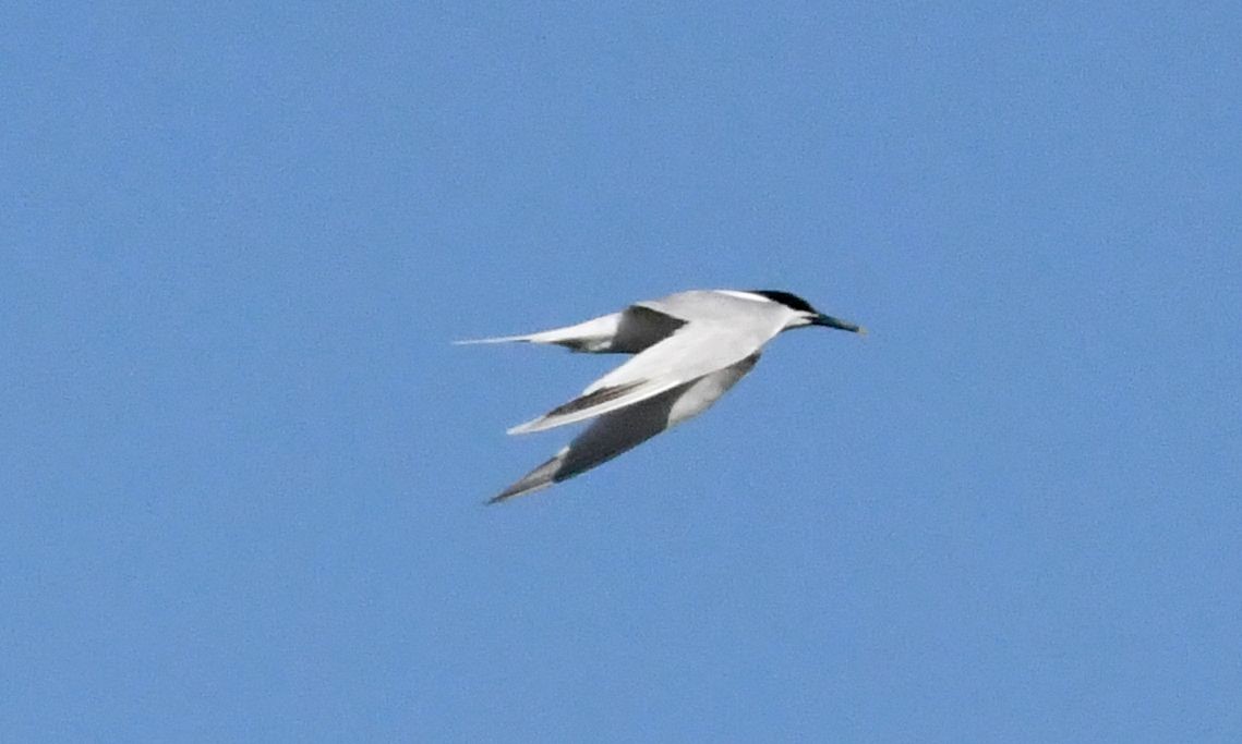 Sandwich Tern - ML620779418