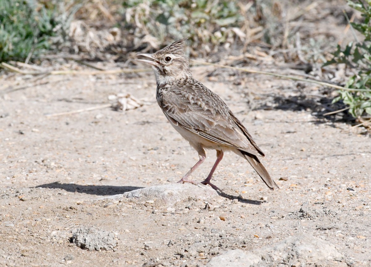 Crested Lark - ML620779420