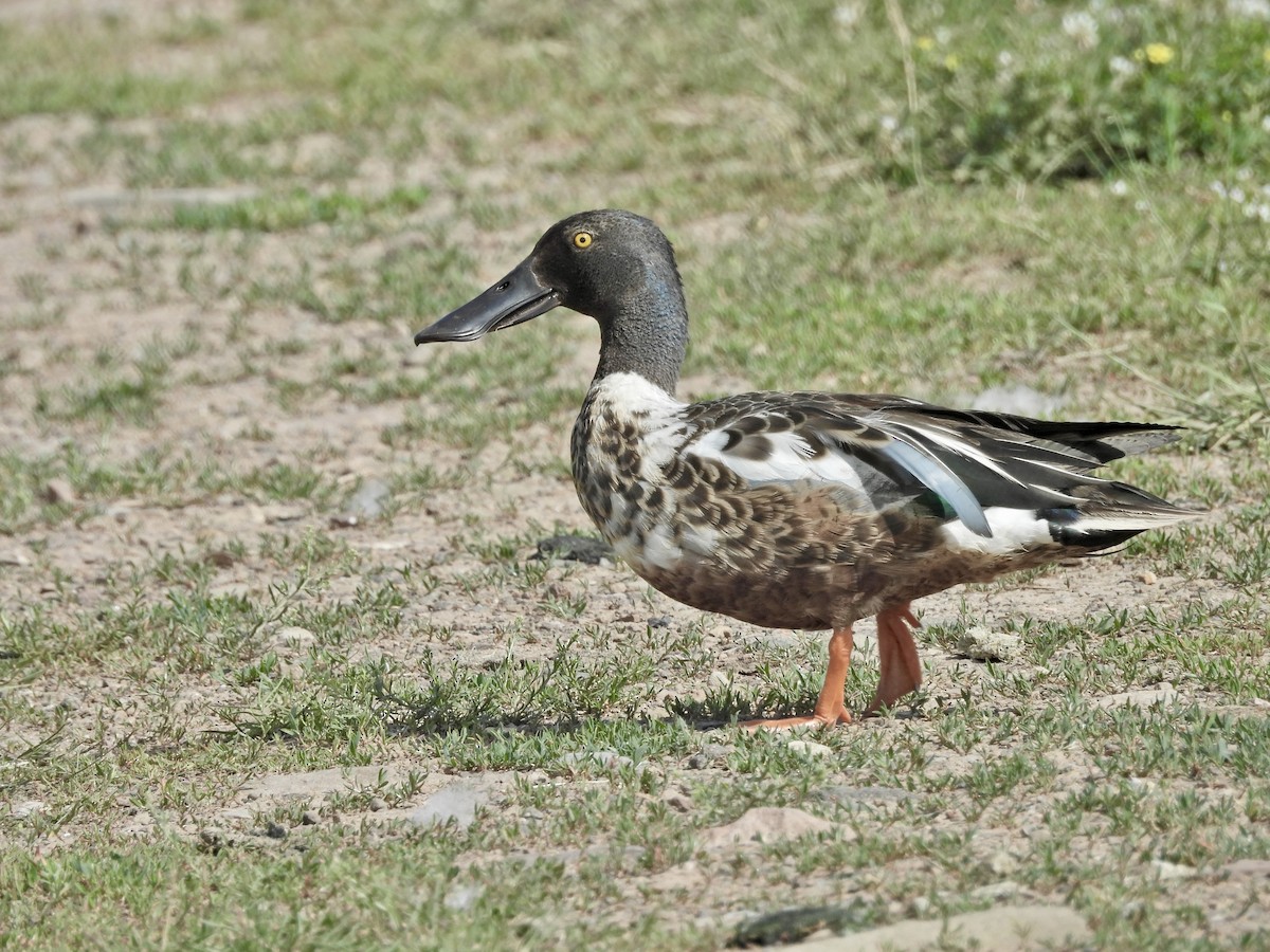 Northern Shoveler - ML620779421